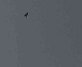 diều cánh cốc diều sáo - 1