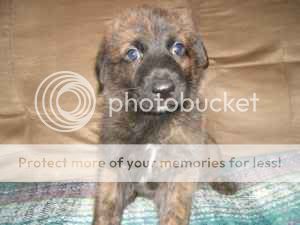 Brindle puppies - German Shepherd Dog Forums