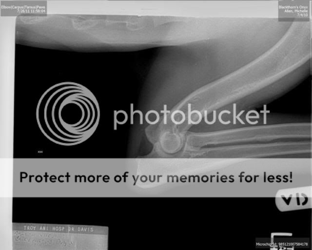 Hip/Elbow xrays German Shepherds Forum