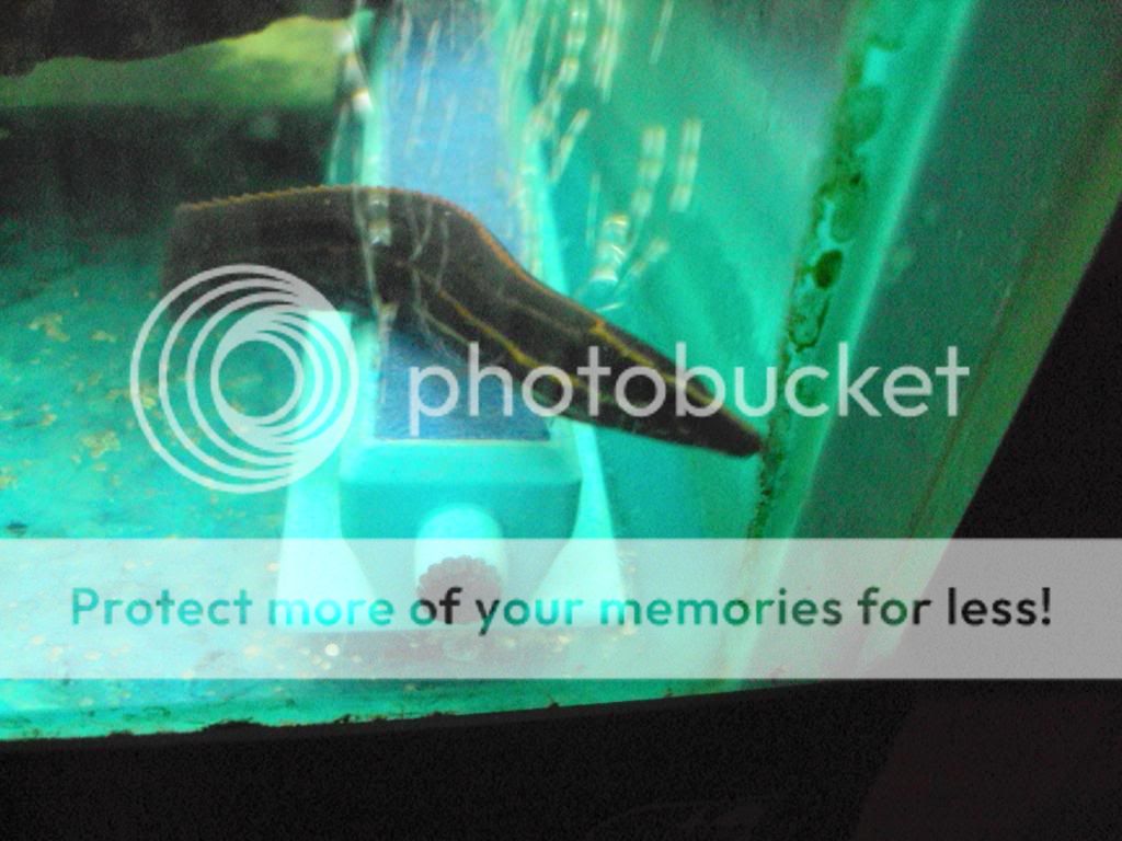 IPB Image