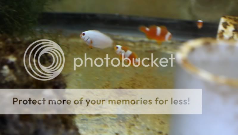 snapshot platgradeA - Platinum and Picasso clownfish