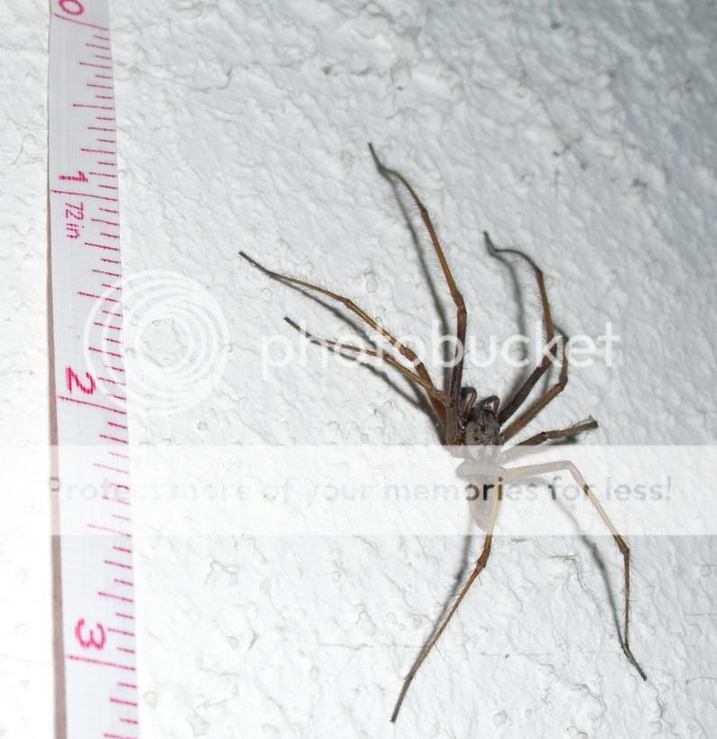 I have a question about cobwebs! - Countryside Families