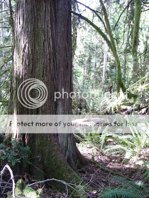 Looking to move to WA. Guidance needed. - Homesteading Questions