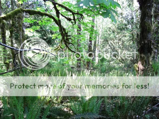 Looking to move to WA. Guidance needed. - Homesteading Questions