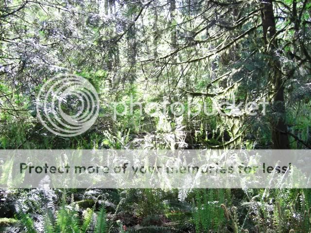 Looking to move to WA. Guidance needed. - Homesteading Questions