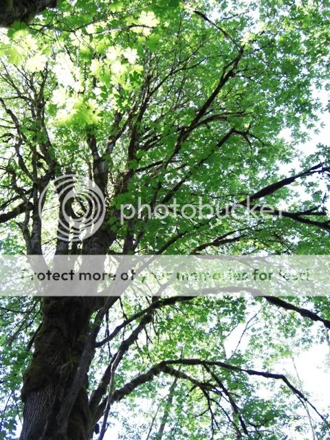 Looking to move to WA. Guidance needed. - Homesteading Questions