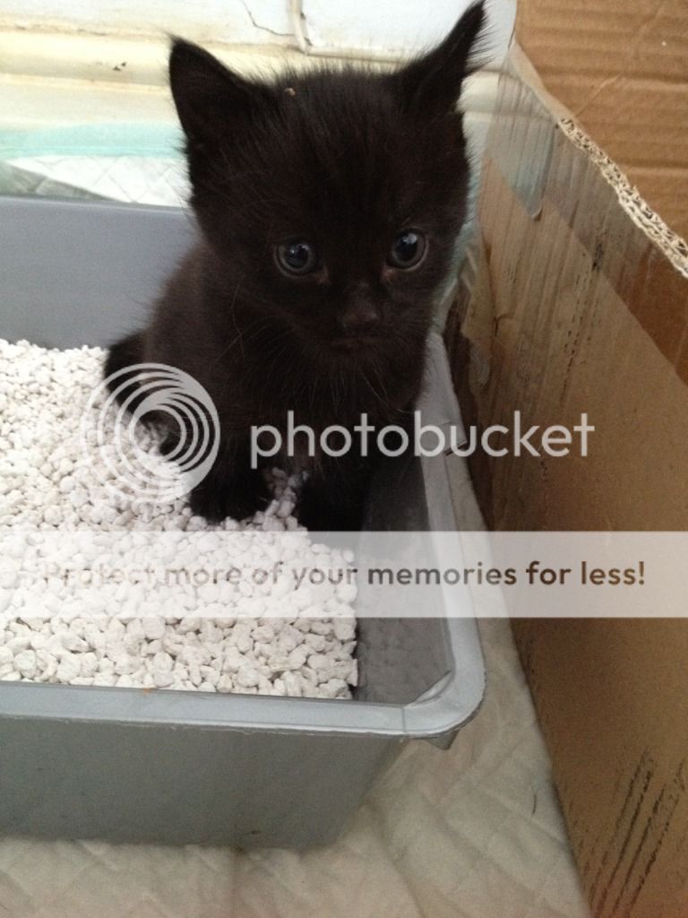 Kittens First Serious Poop Face!! Pictures, Images & Photos Photobucket