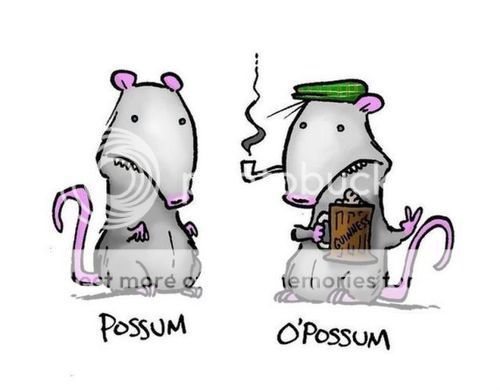 photo possum_opossum_zps091b234f.jpg