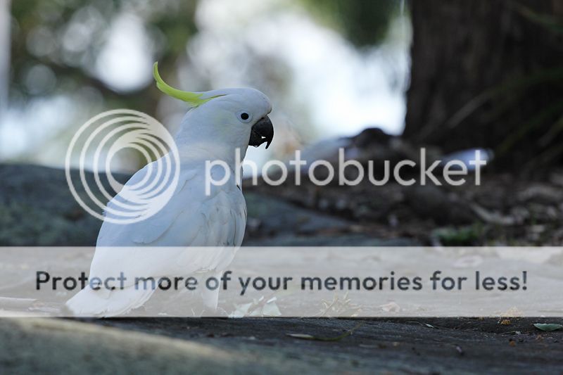 photo resIMG_0719_zps0ab617d5.jpg